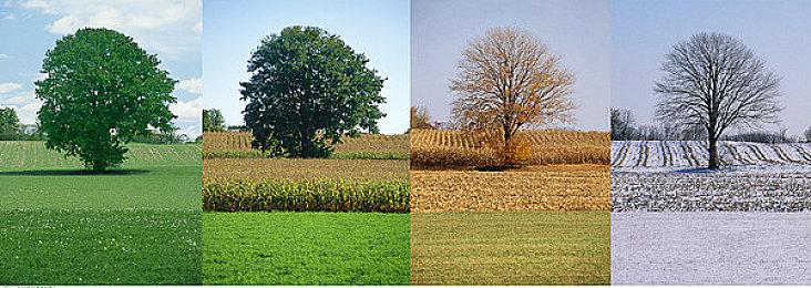 粉丝用虚幻5制作超逼真森林Demo 使用RTX 3070