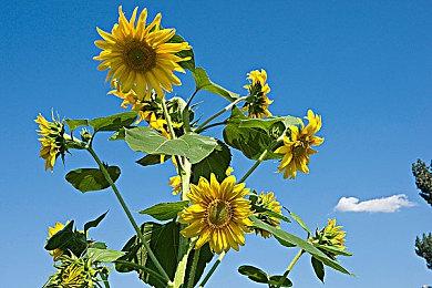 殖民模拟游戏《The Crust》现已上线Steam